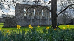 Glastonbury Abbey daffodils