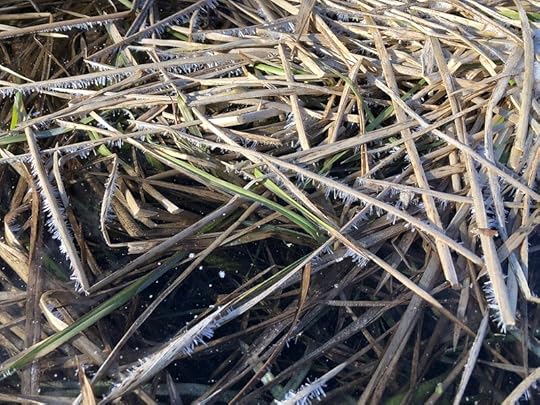 frost stitchery