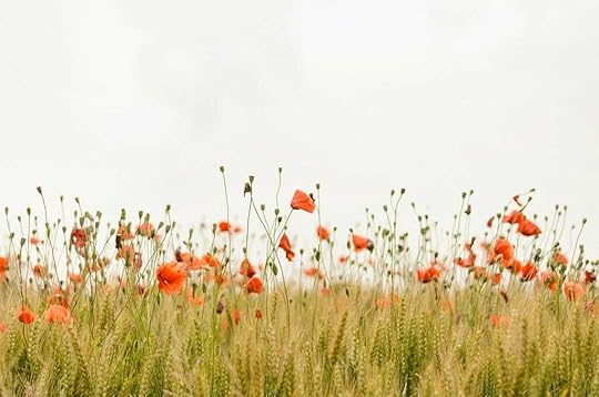 Meadow in spring with colorful flowers