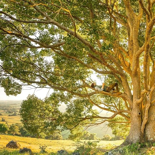 A beautiful tree in golden sunlight