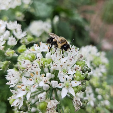 A bumblebee on a chive blossom