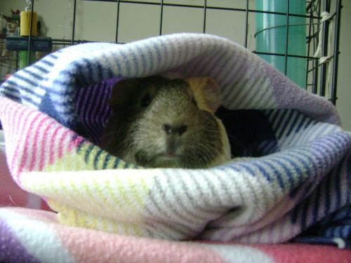 Rachel E Smith guinea pig Dagmar