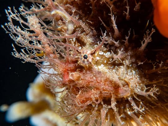 Blairgowrie Pier with Tassled Anglerfish, New Year 2025