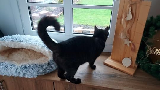 Offensen cat