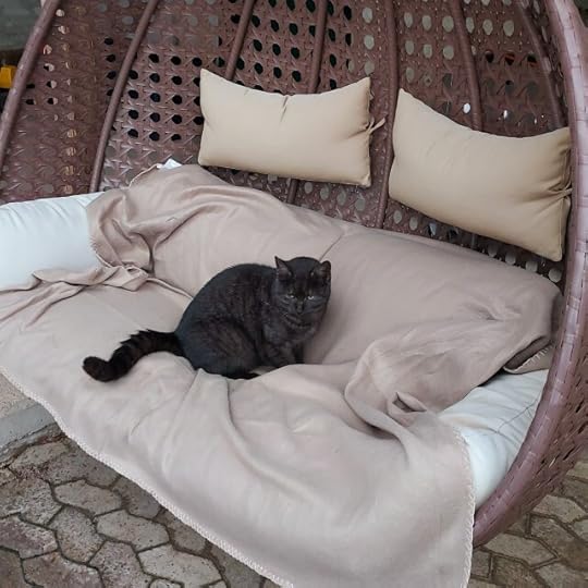 Offensen cat