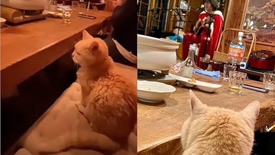 A cat moves his tail to the beat of a song being played.