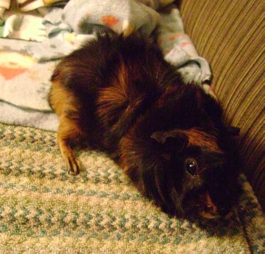 Rachel E Smith guinea pig Wisting