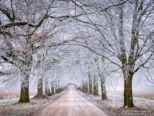 road with snow covered, bare trees on each side, stretching out to fields