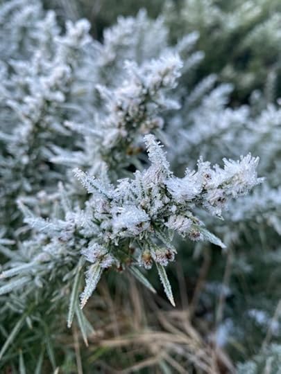 still wintry - frozed gorse