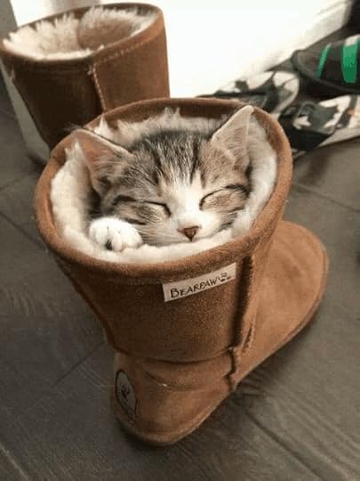 Cat nap