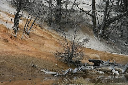 The Savage Beauty of Yellowstone
