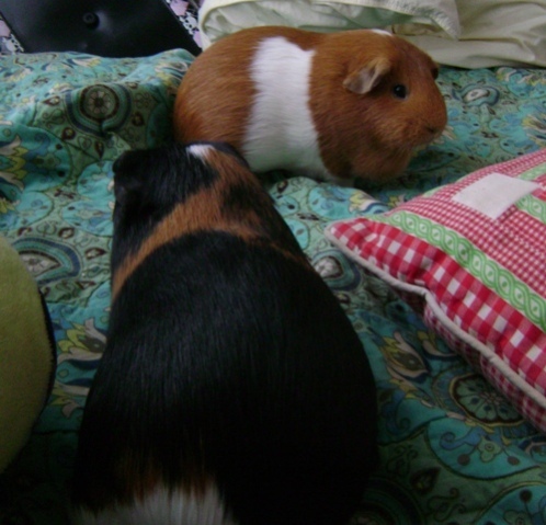 Rachel E Smith guinea pigs Belvedere and Pickles