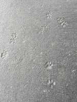 Cat prints in gray concrete