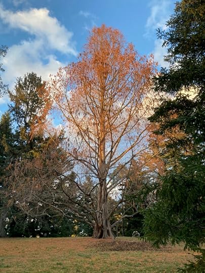 Metasequoia at Arnold Arboretum