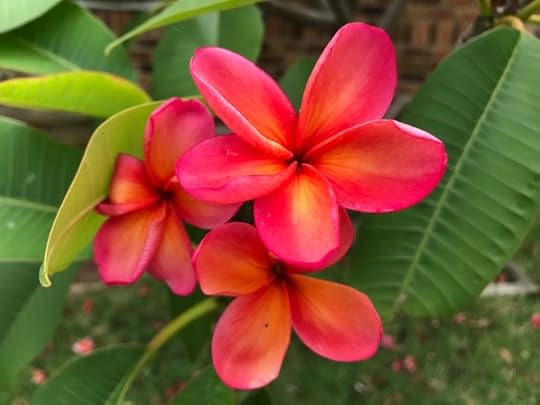 Photos of summer flowers in full bloom, one with a lorikeet on a fence.