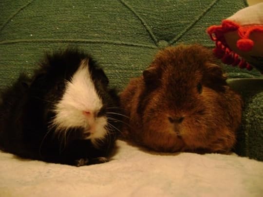 Rachel E Smith guinea pigs Thaddeus and Pammy