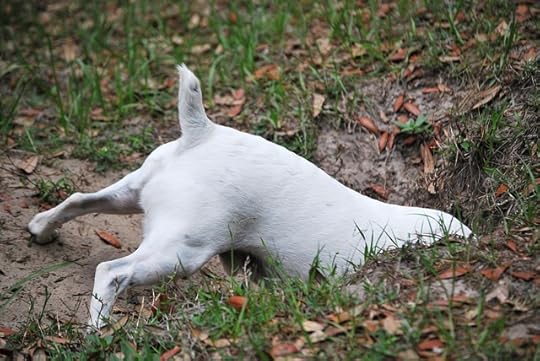 Back half of a hite dog digging in a yard.