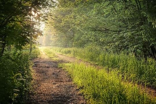 A sunlit path through trees and grass.