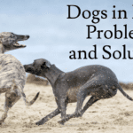 Dogs in Israel