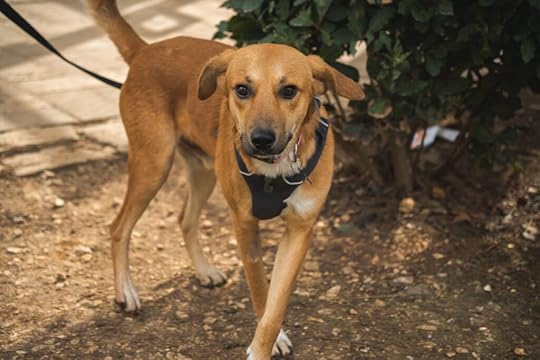 Please Adopt Benny