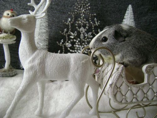 Rachel E Smith guinea pig Camille