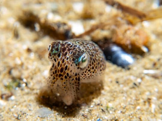 Southern Bobtail Squid at Quiet Corner, cute and sophisticated