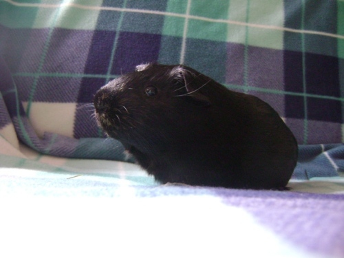 Rachel E Smith guinea pig