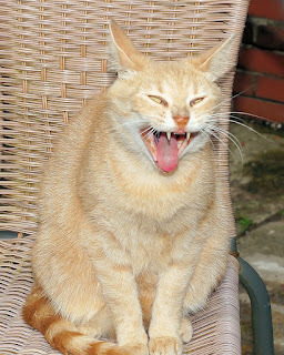 Yuk! That tastes so bad!