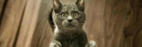 Recensione di La locanda dei gatti e dei ricordi di Yuta Takahashi