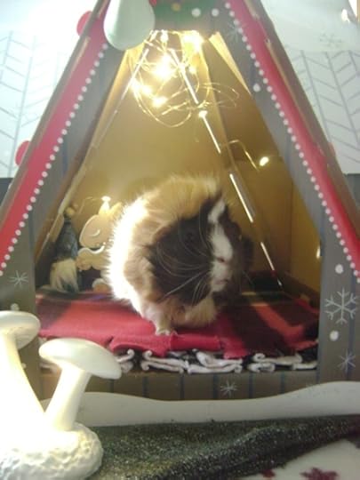 Rachel E Smith guinea pig Snuffy