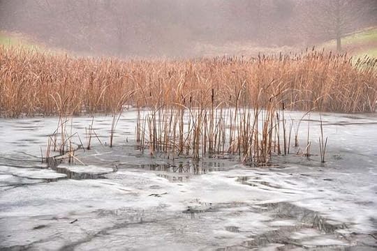 Winter reeds poking through a pond's ice.