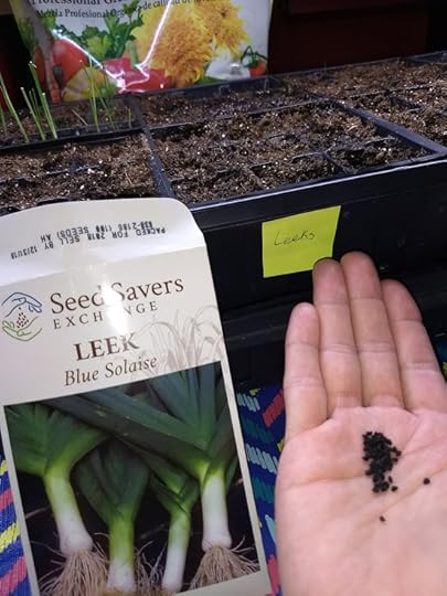 A packet of leek seeds, and some seeds in a hand ready to pace into seed trays.