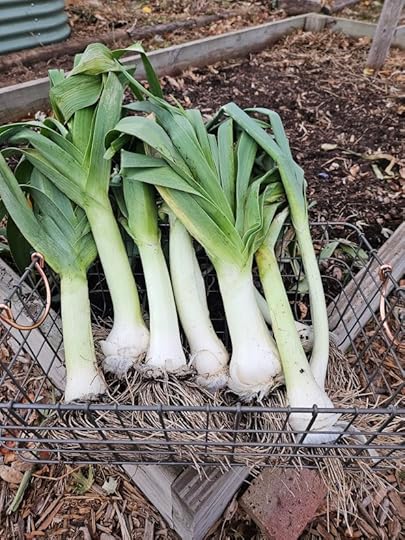 A harvest basket full of Blue Solaise Leeks