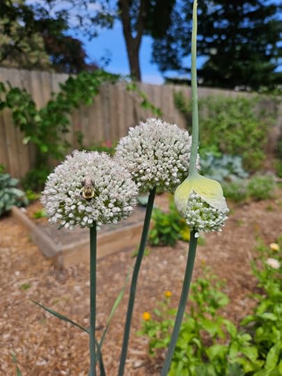 Three second Year leeks in bloom with a bumblebee on one of the blossom heads.