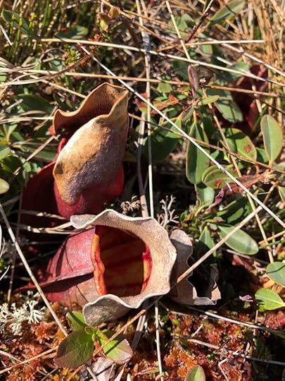 Pitcher plants growing in a wetland in Newfoundland