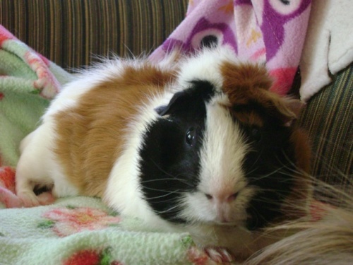 Rachel E Smith guinea pig Horace