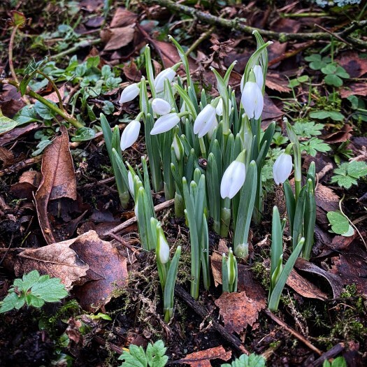 The snowdrops have landed