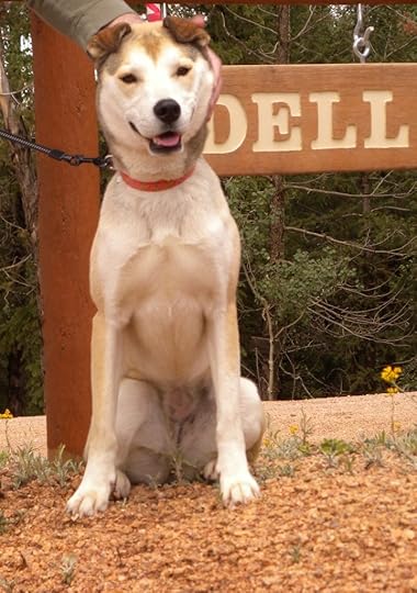 light brown dog sitting in front of Odell sign