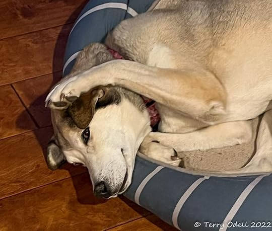 Dog in bed with paw to ear