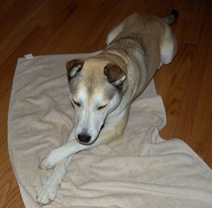 Dog on towel with front paws crossed
