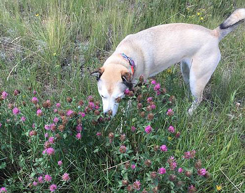 Dog sniffing purple flowers in the green grass