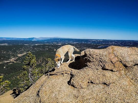 dog on a rocky mountaintop