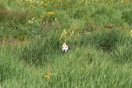 Dog face poking out of tall grass