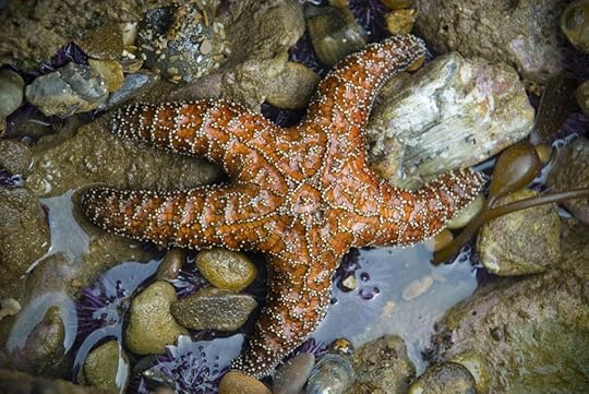 Dive Into Learning with Astrid the Sea Star