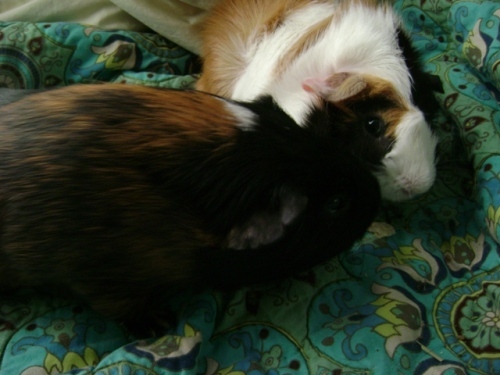 Rachel E Smith guinea pigs Belvedere and Mortemer