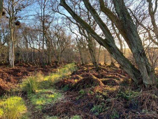 sunshine in the birch woods