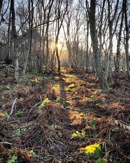 sunshine in the birch woods