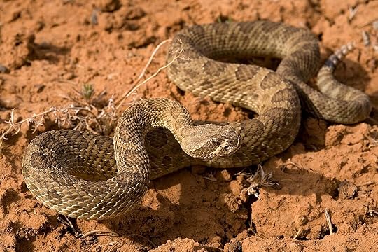 1080px-Crotalus_viridis_-_Flickr_-_aspidoscelis_(17).jpg