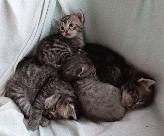 How many do you see?