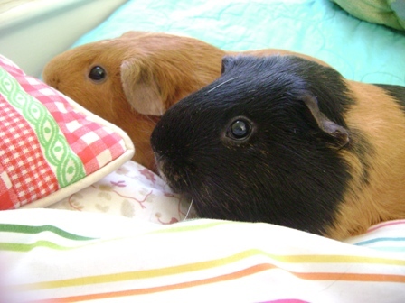 Rachel E Smith guinea pigs Pickles and Murderface